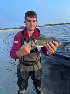 European Bass (Seabass)