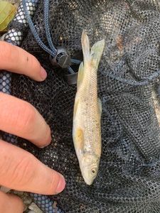 Barbel