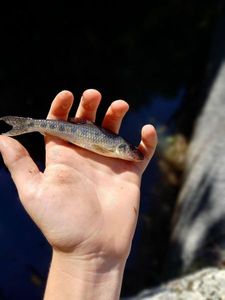 Gudgeon