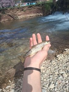 Brown Trout