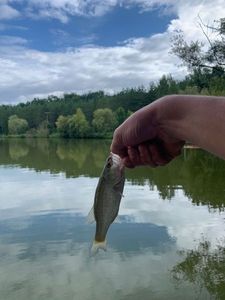 Largemouth Bass