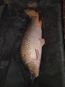Common Carp