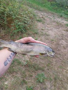 Brown Trout