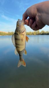 European Perch