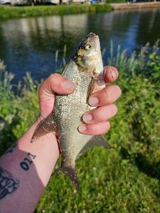 White bream