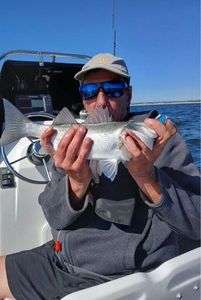 European Bass (Seabass)