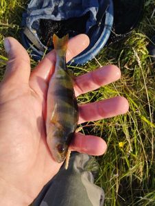 European Perch