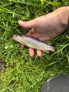 Brown Trout