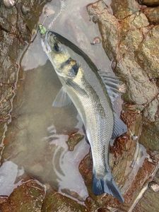European Bass (Seabass)