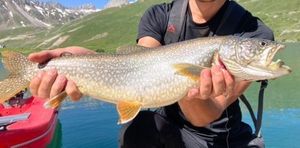 Lake Trout