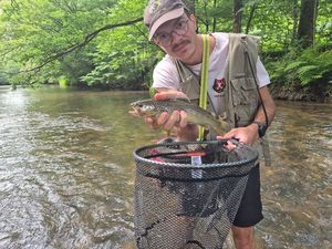 Brown Trout