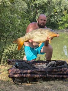 Common Carp