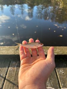 Roach