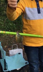 Green Sunfish