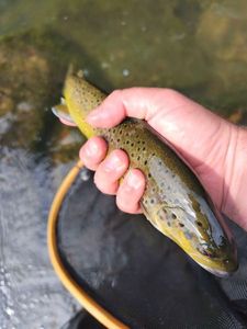 Brown Trout