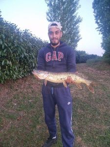 Northern Pike