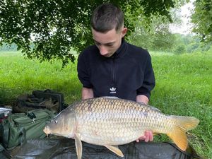 Common Carp
