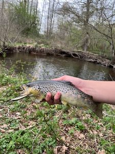 Brown Trout