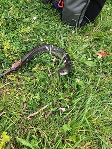 European Eel (Common Eel)