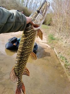 Northern Pike