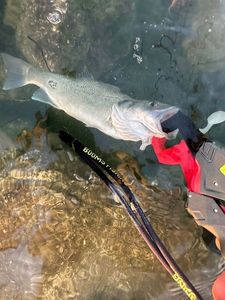 European Bass (Seabass)