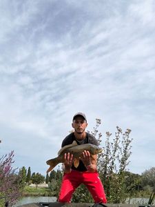 Crucian Carp