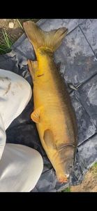 Leather Carp