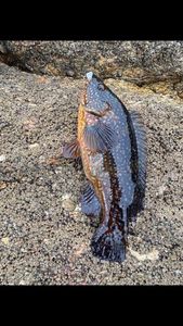 Ballan Wrasse