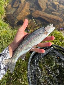 Rainbow Trout