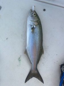 Bluefish