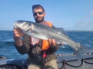 European Bass (Seabass)