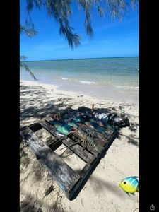 Bumphead Parrotfish
