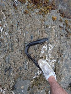 European Eel (Common Eel)