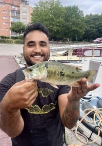 Largemouth Bass