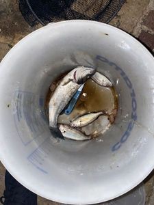 European Bass (Seabass)