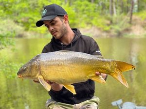 Mirror Carp