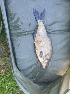 Common Bream