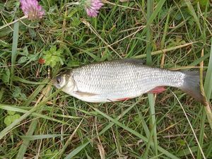 Crucian Carp