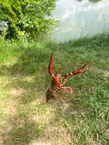 Noble Crayfish