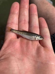 Common Minnow