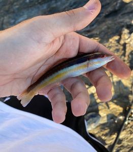 Mediterranean Rainbow Wrasse