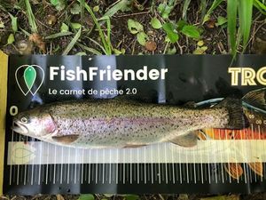Rainbow Trout