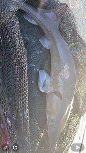 Sturgeon