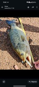 Largemouth Bass