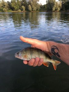 European Perch