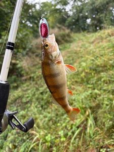 European Perch