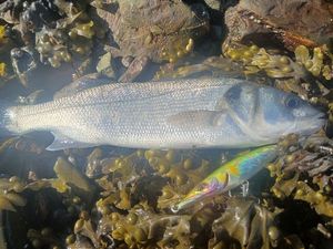 European Bass (Seabass)