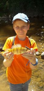Green Sunfish
