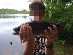 Largemouth Bass