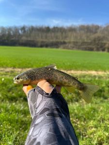 Brown Trout